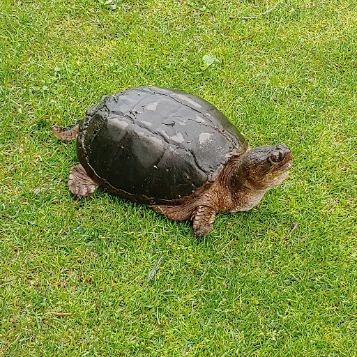 Golf Club «Alling Memorial Golf Course», reviews and photos, 35 Eastern St, New Haven, CT 06513, USA