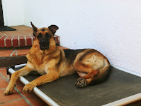 Marvel K9 | Dog Training Academy - Photo 9 - Car repair in Temecula, CA, Hemet