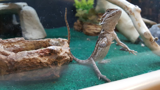 Pet Supply Store «PetSmart», reviews and photos, 2801 Pine Lake Rd, Lincoln, NE 68516, USA