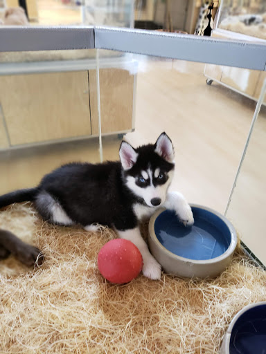 Pet Store «Perfect Pets», reviews and photos, 6840 S University Blvd #410, Centennial, CO 80122, USA