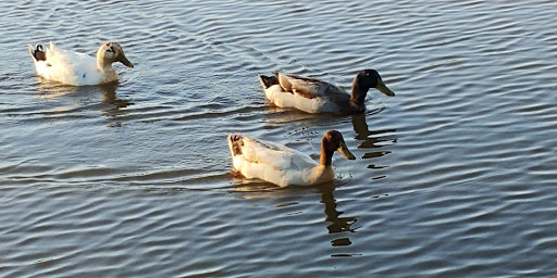 Park «Beckley Creek Park», reviews and photos, 1411 Beckley Creek Pkwy, Louisville, KY 40245, USA