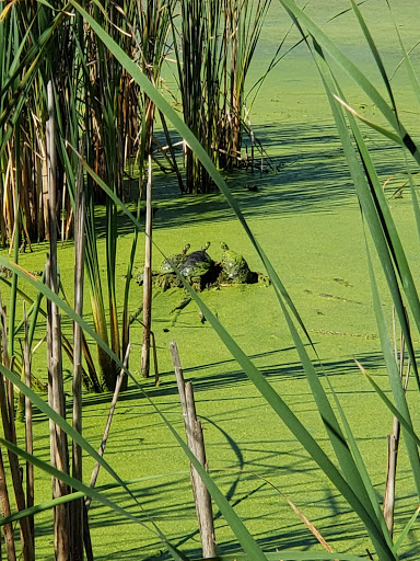 Nature Preserve «Rollins Savanna Forest Preserve», reviews and photos, 20160 W Washington St, Grayslake, IL 60030, USA