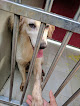 Best Pet Adoption Places In Mumbai Near You