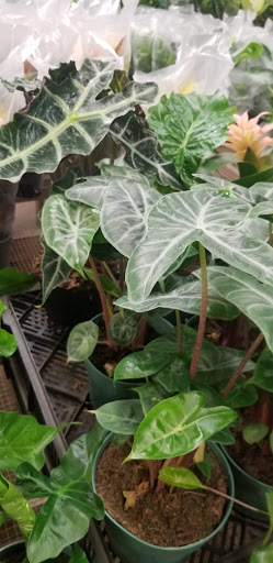 Florist «Sieck-Wright Floral Products», reviews and photos, 231 Monmouth St, Hightstown, NJ 08520, USA