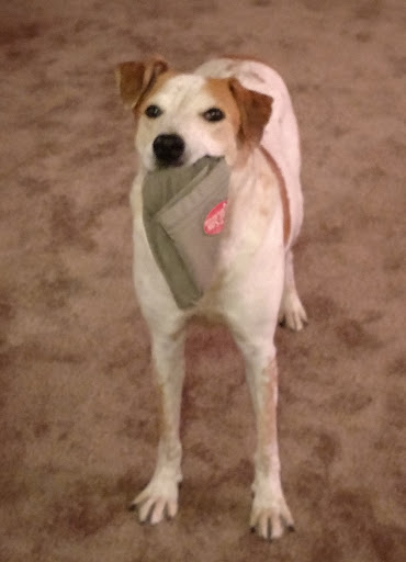 Pet Supply Store «PetSmart», reviews and photos, 2391 NJ-66, Ocean Township, NJ 07712, USA