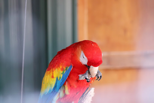 Zoo «Chestatee Wildlife Preserve & Zoo», reviews and photos, 469 Old Dahlonega Hwy, Dahlonega, GA 30533, USA