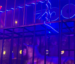 Zoo Bar photo