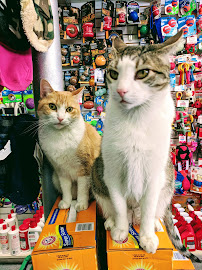 Animal Planet Pet Supplies - Photo 5 - Car repair in Brooklyn, NY, New York