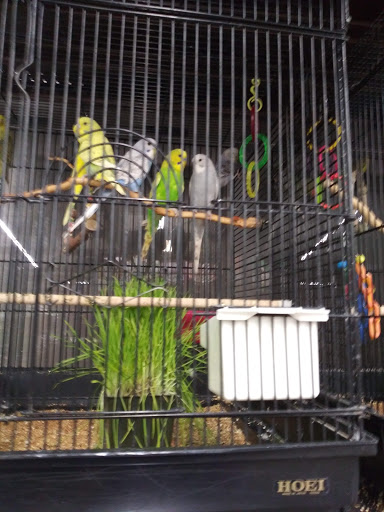 Bird shop Santa Rosa