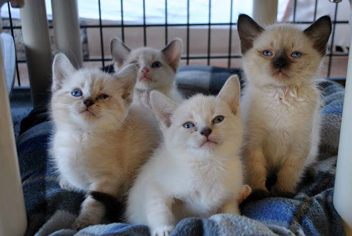 Animal Shelter «HELP the Animals, Inc», reviews and photos, 2101 W Main St, Richmond, IN 47374, USA