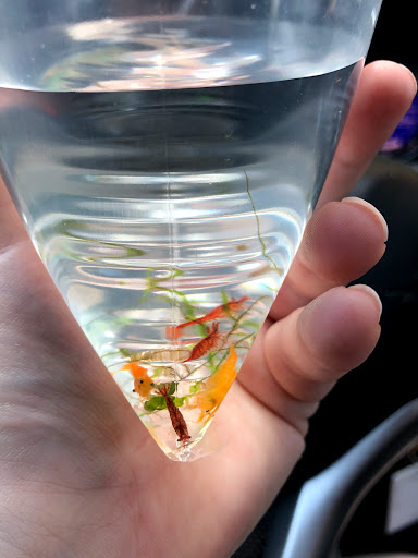 Pet Supply Store «Odyssey Pets», reviews and photos, 14999 Preston Rd #400a, Dallas, TX 75254, USA