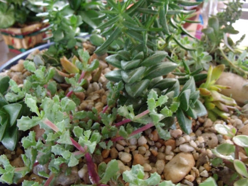 Florist «Davis Florist», reviews and photos, 4201 Locust Ln, Harrisburg, PA 17109, USA