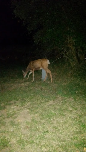 Campground «Winthrop / N. Cascades National Park KOA», reviews and photos