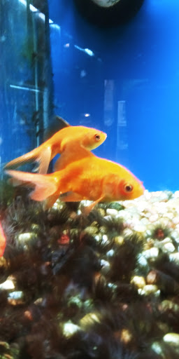 Pet Store «Pets World», reviews and photos, 147 Bridge St, Weymouth, MA 02191, USA