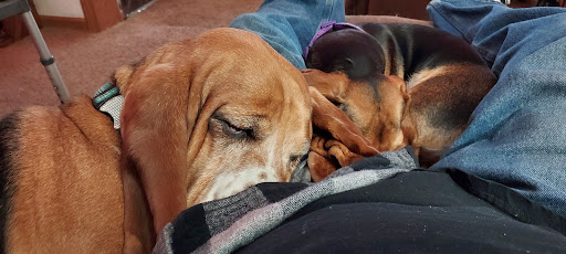 Mt. Zion Small Animal Clinic image