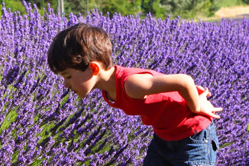 attractions Drôme Provençale Saint-Paul-Trois-Châteaux