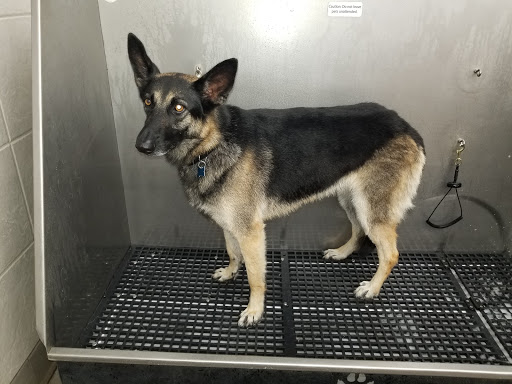 Pet Supply Store «Pet Supplies Plus», reviews and photos, 977 Atlantic Blvd, Atlantic Beach, FL 32233, USA