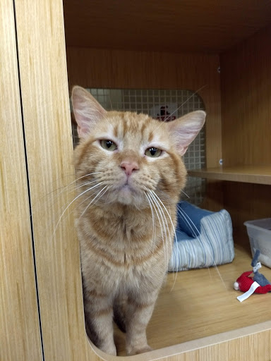 Pet Supply Store «Petco Animal Supplies», reviews and photos, 1500 N Town E Blvd, Mesquite, TX 75150, USA