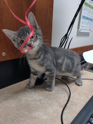 Pet Supply Store «PetSmart», reviews and photos, 1600 Marcus Ave, New Hyde Park, NY 11040, USA