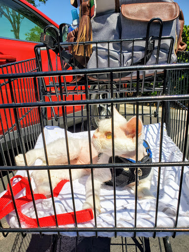 Pet Supply Store «Petco Animal Supplies», reviews and photos, 27580 W Lugonia Ave, Redlands, CA 92374, USA