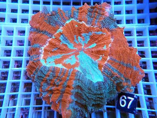 MeeroLaden Sie24 unter Greven, 