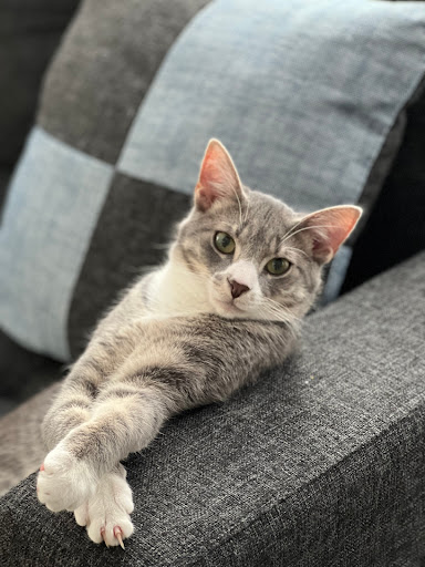 Animal Shelter «One of A Kind Pet Rescue», reviews and photos, 1929 W Market St, Akron, OH 44313, USA