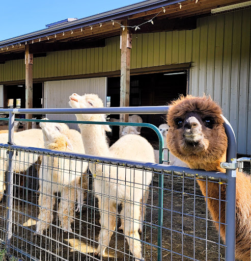 Livestock Breeder «Alpacas at Marquam Hill Ranch», reviews and photos, 35835 OR-213, Molalla, OR 97038, USA