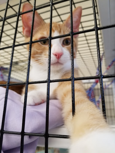 Pet Supply Store «Pet Supplies Plus», reviews and photos, 800 Linton Blvd, Delray Beach, FL 33444, USA