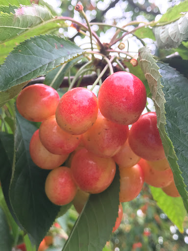 Produce Market «B&P Hitz Fruit Farm (Apples N Produce)», reviews and photos, 14070 Wilco Hwy NE, Woodburn, OR 97071, USA