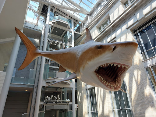 Gift Shop «Smithsonian Museum of Natural History Gift Shops», reviews and photos, 10th St NW & Constitution Avenue Northwest, Washington, DC 20004, USA