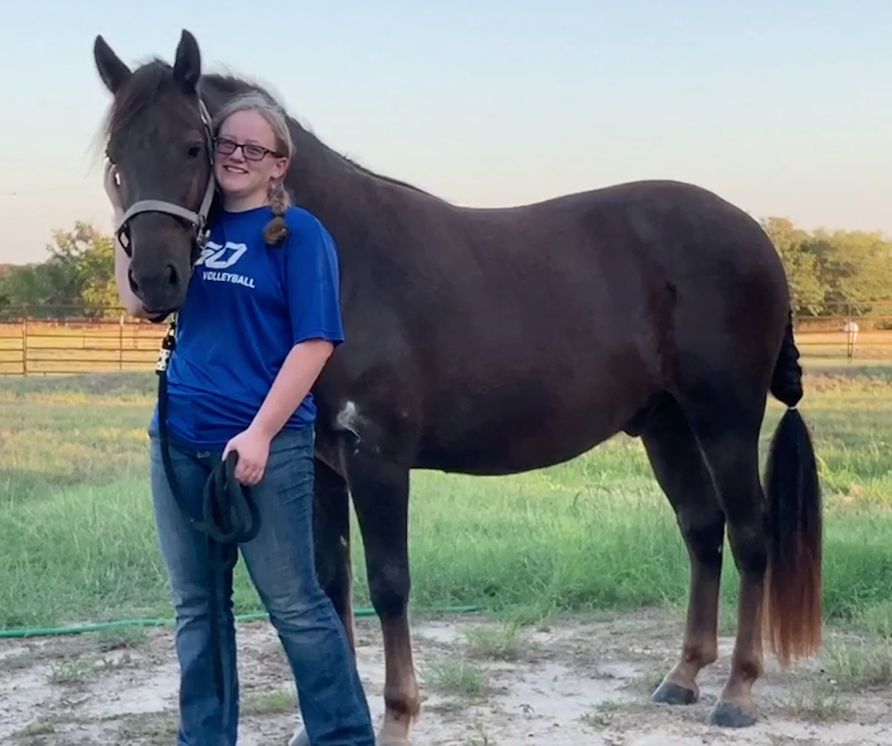 AA Horse Grooming