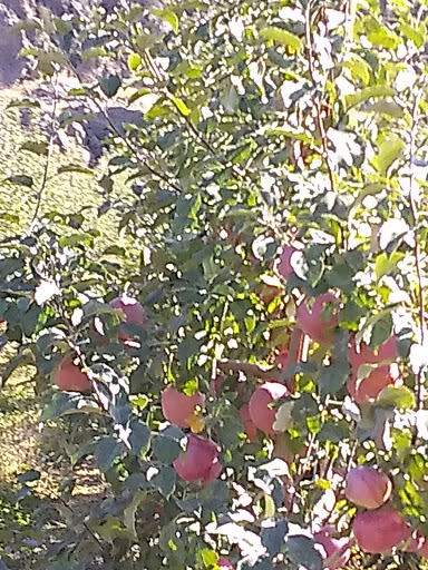 Florist «Chelan Fruit Plant 3», reviews and photos, 80 McNeil Canyon Rd, Orondo, WA 98843, USA