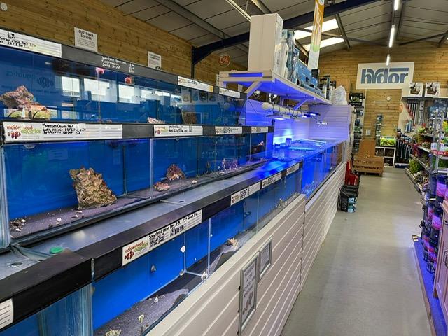 Comments and reviews of Maidenhead Aquatics Leicester