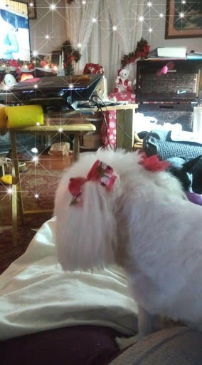 Pet Supply Store «PetSmart», reviews and photos, 1020 Veterans Pkwy #900, Clarksville, IN 47129, USA