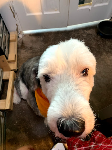 Pet Groomer «iPaw Pet Salons (Evans Rd.)», reviews and photos, 20770 US-281 #106, San Antonio, TX 78258, USA