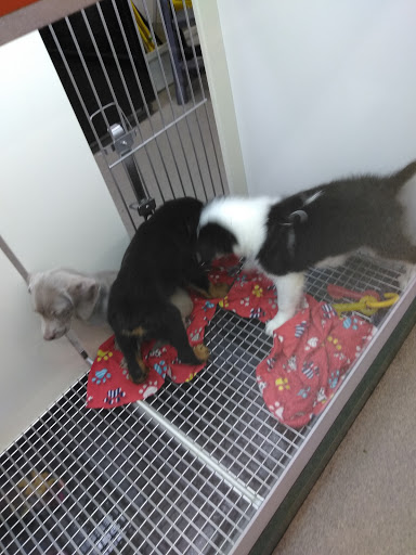 Pet Supply Store «PetSmart», reviews and photos, 6251 N Davis Hwy, Pensacola, FL 32504, USA