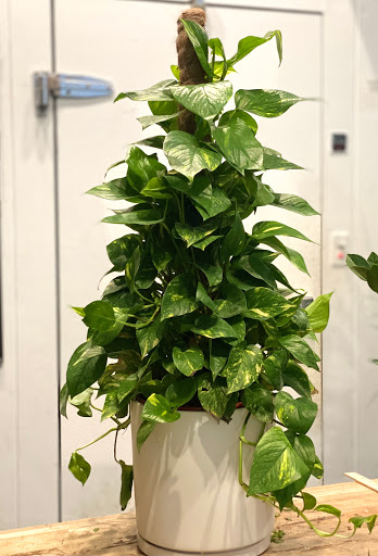 Florist «Thats Amore Florist Ltd», reviews and photos, 3454 N Southport Ave, Chicago, IL 60657, USA