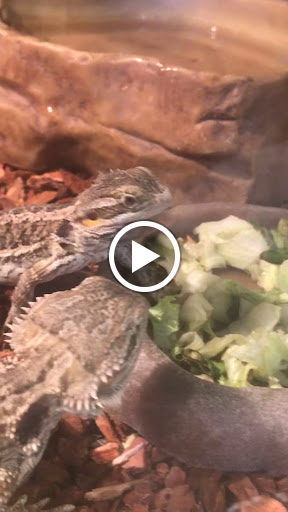 Pet Groomer «Animal Kingdom Grooming», reviews and photos, 339 S Santa Fe Ave, Pueblo, CO 81003, USA