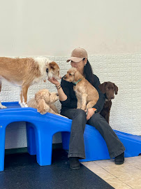 Crown Pet LLC - Photo 3 - Car repair in Fort Lee, NJ, Yonkers