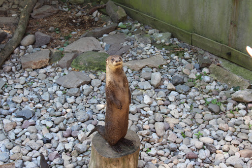 Day Care Center «Little Lambs Day Care, Inc.», reviews and photos, 837 Sumneytown Pike, Lansdale, PA 19446, USA