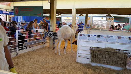 Stadium «Cotton Bowl Stadium», reviews and photos, 3750 The Midway, Dallas, TX 75215, USA