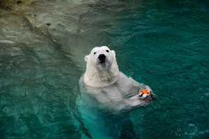 Polar Bear Exhibit image