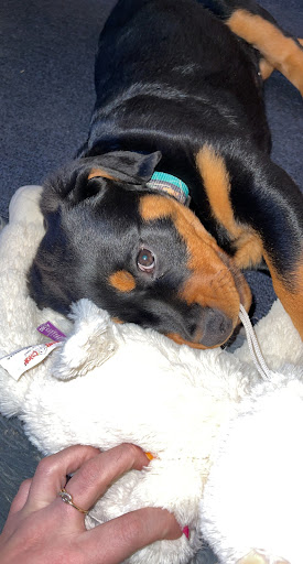 Pet Store «Pet City Pet Shops», reviews and photos, 750 Citadel Dr N # 2092, Colorado Springs, CO 80909, USA