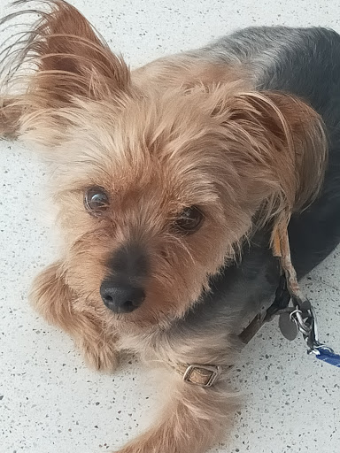 Clínica Veterinaria San Agustin - Toro