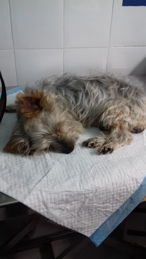 Clínica Veterinarias Strait en Algeciras