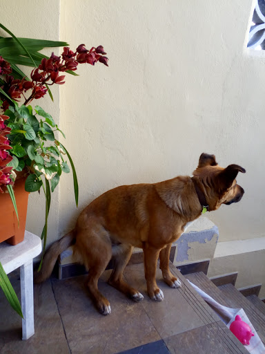 Centro Veterinaria Pet Care en Marbella