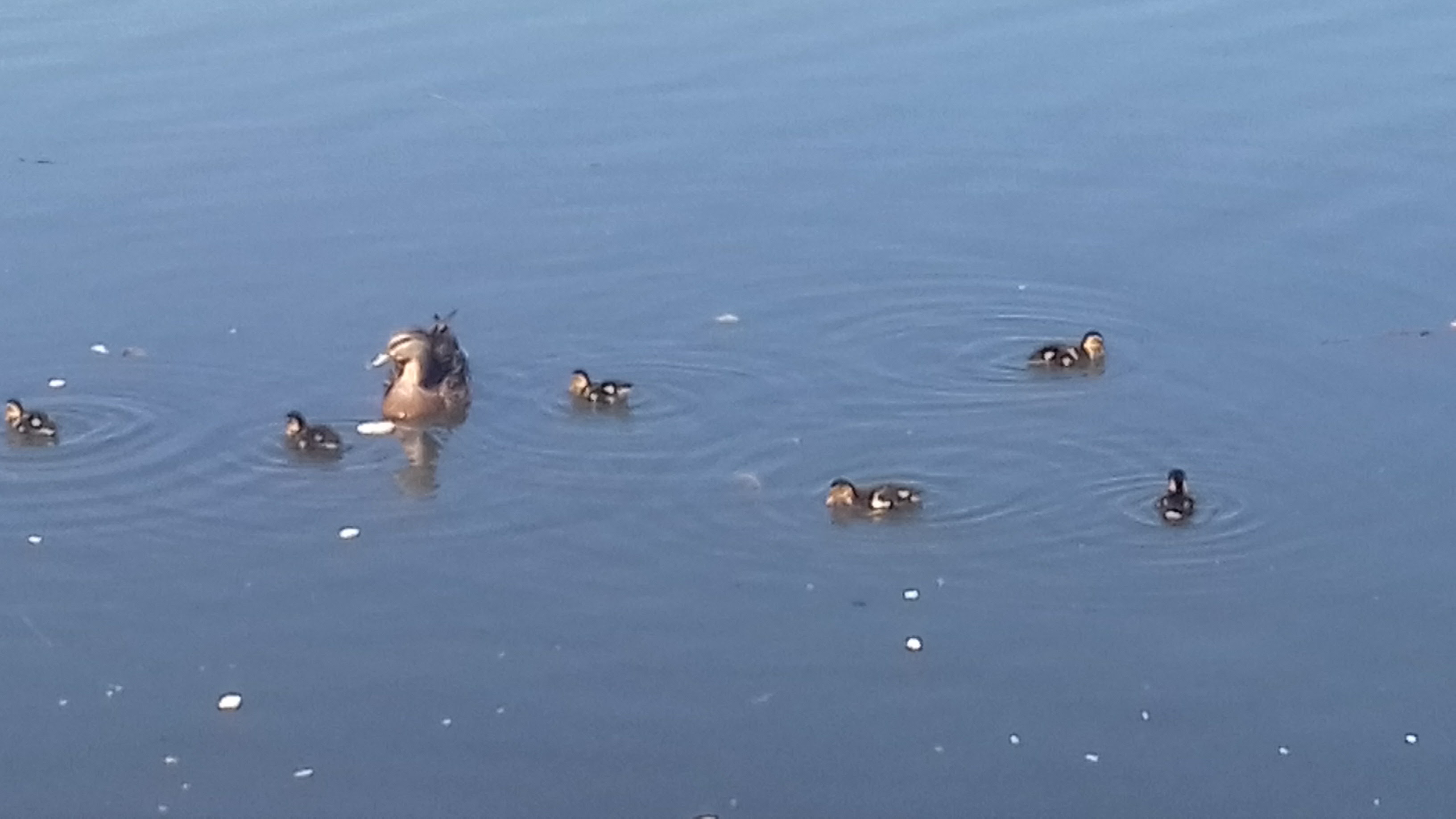 Photo n° 1 de l'avis de Christine.e fait le 18/04/2017 à 11:51