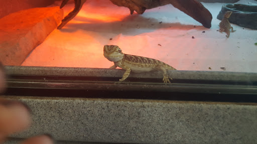 Pet Store «V.I. Pets», reviews and photos, 11975 E Lakewood Blvd, Holland, MI 49424, USA