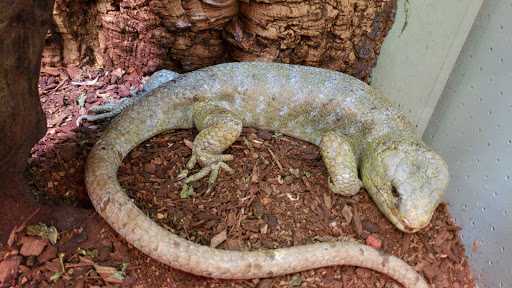 Pet Store «Wet Pet & Reptile Center», reviews and photos, 429 Eastern Blvd, Essex, MD 21221, USA