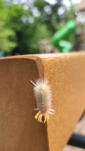 Park «Grover Cleveland Park», reviews and photos, Brookside Ave & Runnymede Rd, Essex Fells, NJ 07021, USA